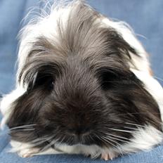 Marsvin Koreskas BLACK JACK