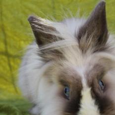 Kanin Magic Misty |Løvehoved| *R.I.P.*