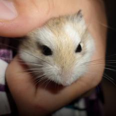 Dværghamster Trunte