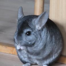 Chinchilla Ninja