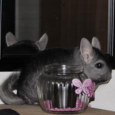 Chinchilla Ninja