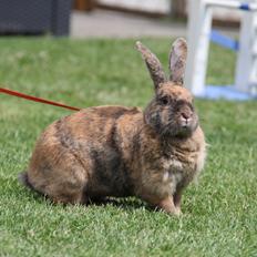 Kanin MaPos Little Beauty Sunshine