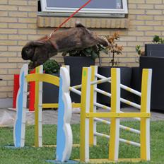 Kanin CAs Arecurius Midir