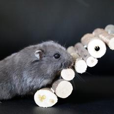 Dværghamster hector