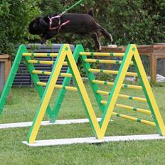 Kanin Milkas Ch. Koma Karma Kosmos