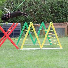 Kanin Milkas Ch. Koma Karma Kosmos