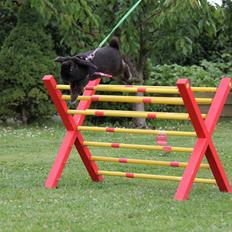 Kanin Milkas Ch. Koma Karma Kosmos