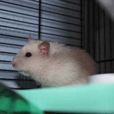 Hamster Zoey (Himmelhamster)