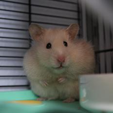 Hamster Zoey (Himmelhamster)