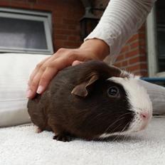 Marsvin Bøgebo's Toffie