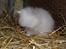 Kanin Grays von den Teddyranch. 23/4 - 13 juli 2014