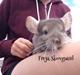 Chinchilla Charly