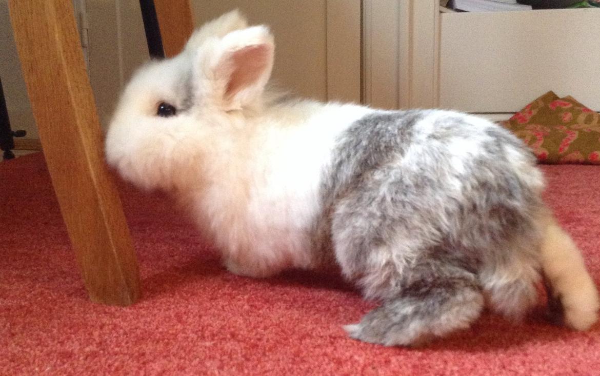 Kanin Hannibal - tak fordi i kiggede forbi hannibals galleri(: billede 35