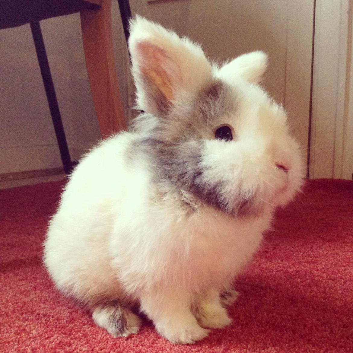 Kanin Hannibal billede 31