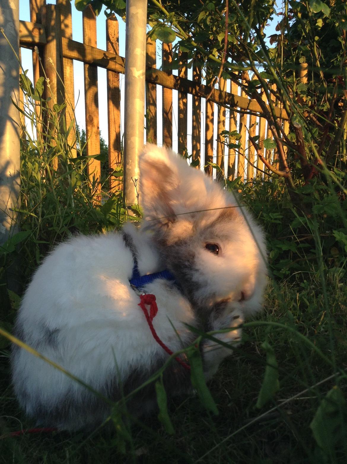 Kanin Hannibal billede 26