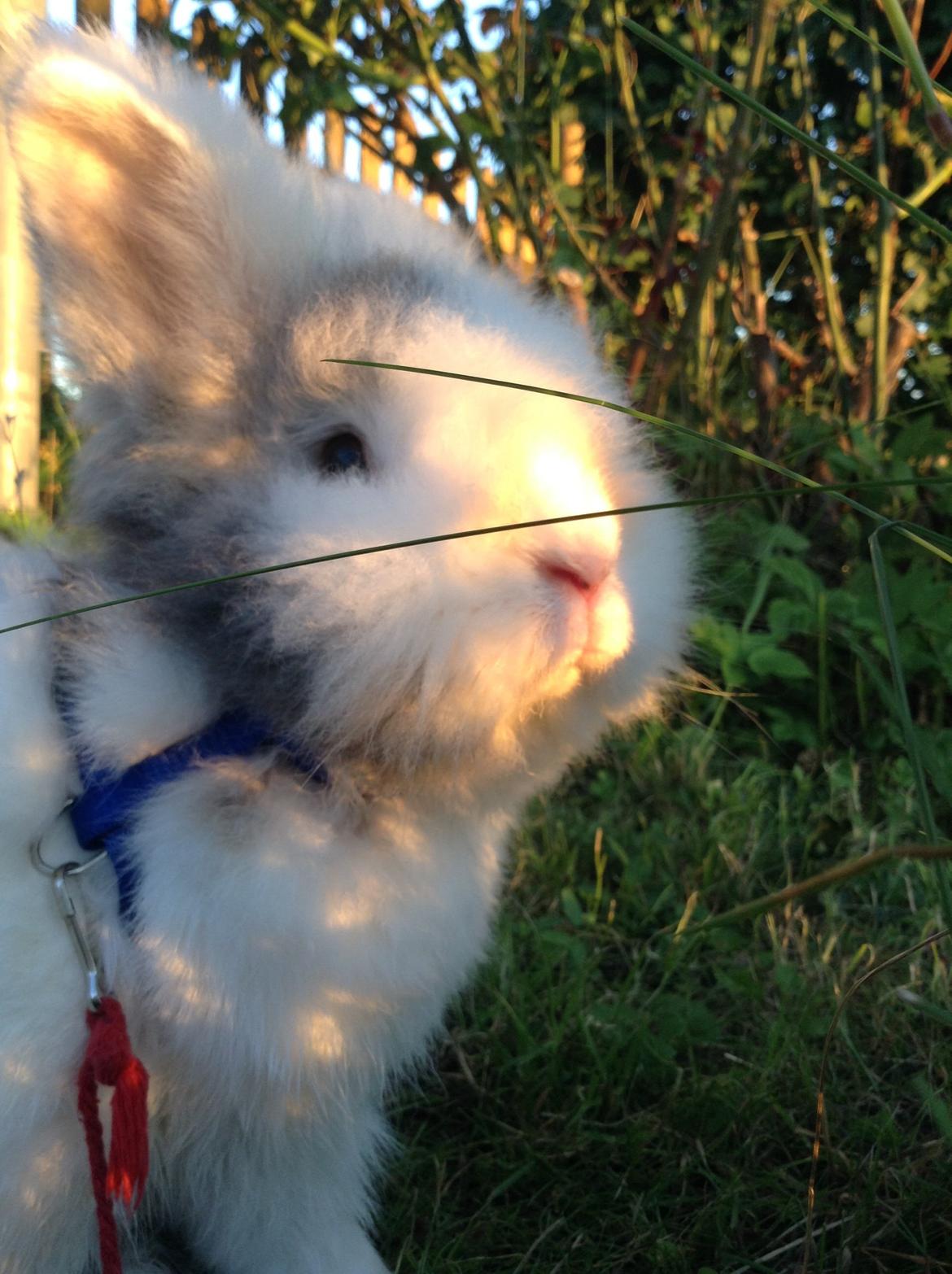 Kanin Hannibal billede 27