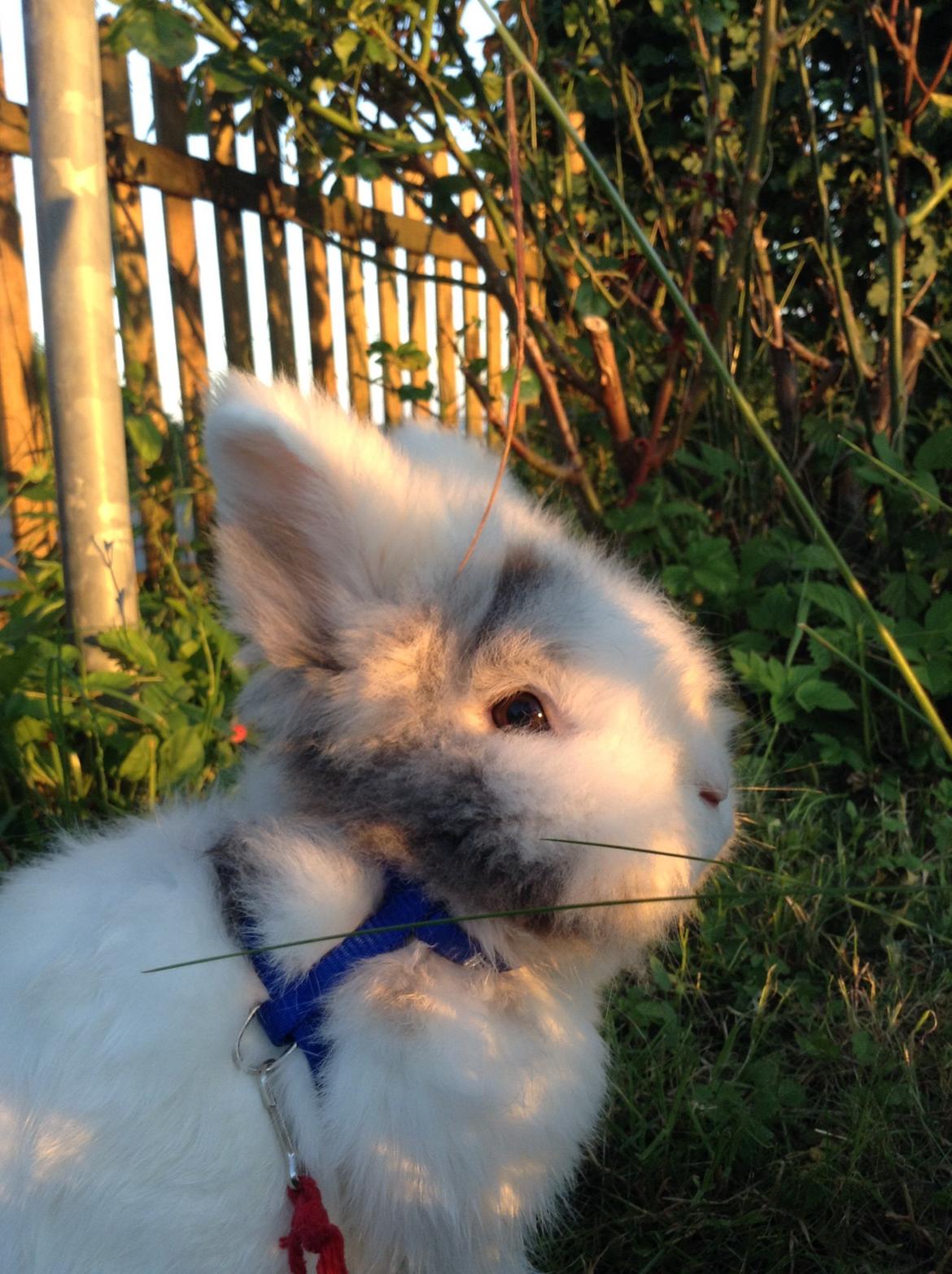 Kanin Hannibal billede 30