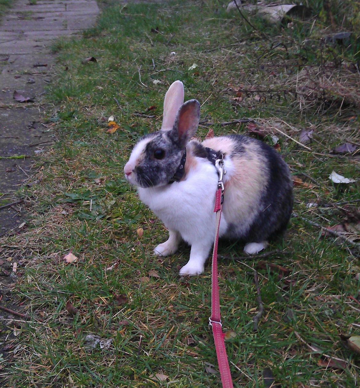 Kanin Nini - Nini bliver luftet som opvarmning inden hun skal springe <3 billede 2