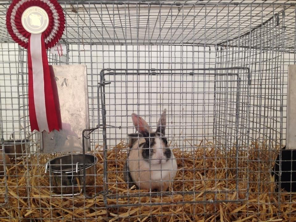 Kanin Nini - På Roskile Dyrskue 2014 Hvor Nini lige havde vundet Let Lige <3  billede 13