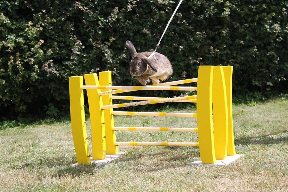 Kanin Lyngs Stand Out billede 23