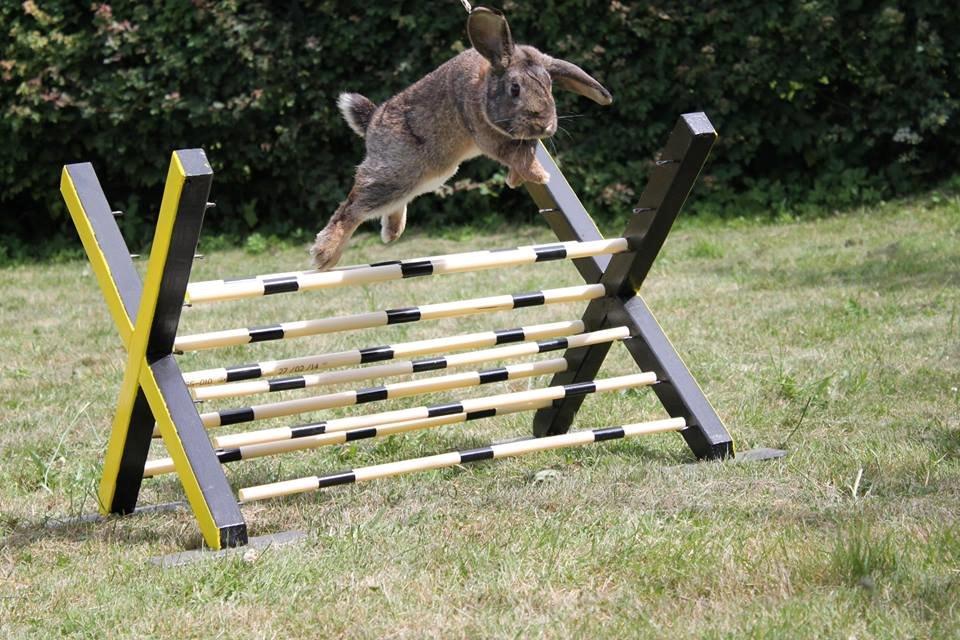 Kanin Lyngs Stand Out billede 21