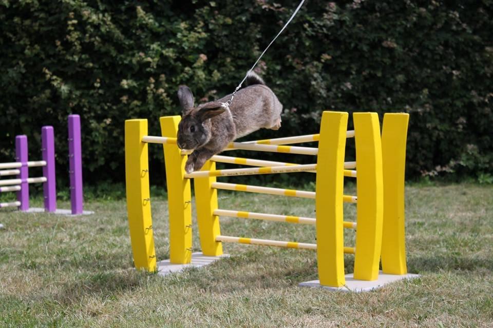 Kanin Lyngs Stand Out billede 24