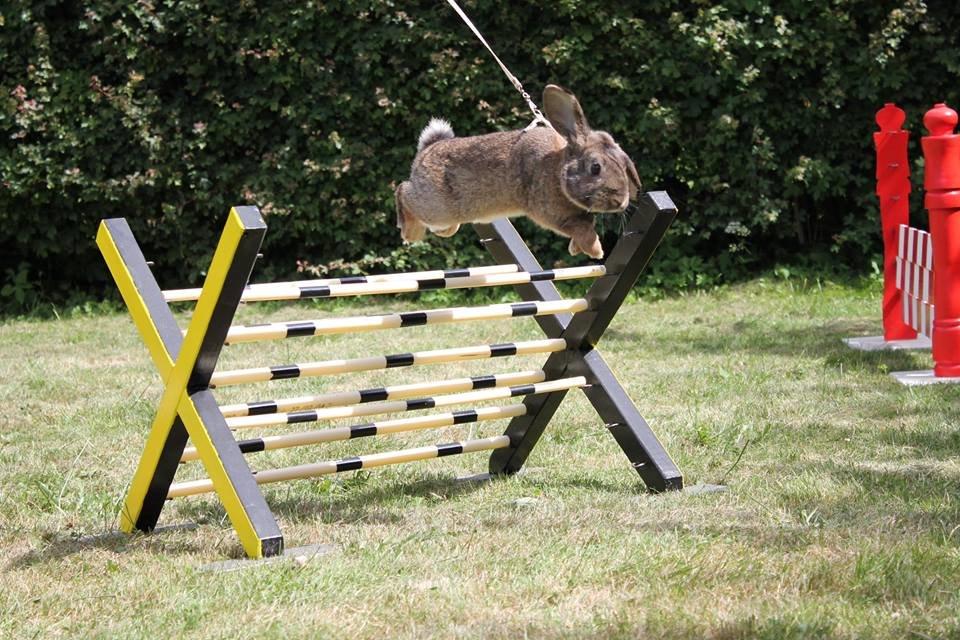 Kanin Lyngs Stand Out billede 25