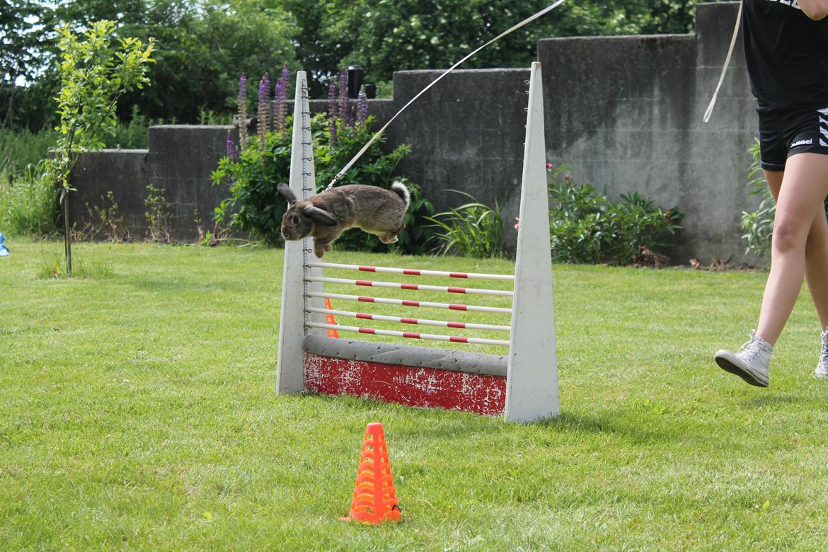 Kanin Lyngs Stand Out billede 22