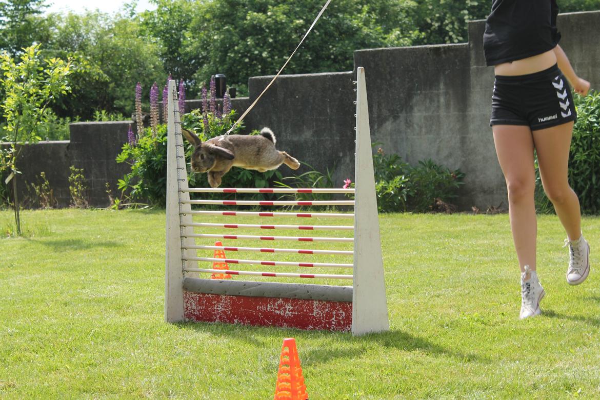 Kanin Lyngs Stand Out billede 15