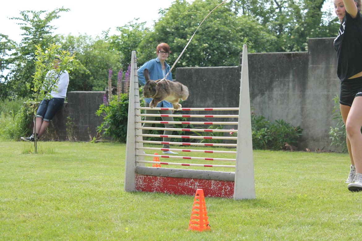 Kanin Lyngs Stand Out billede 26