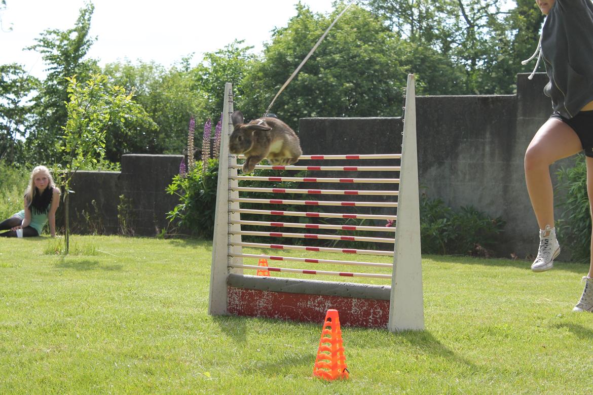 Kanin Lyngs Stand Out billede 27