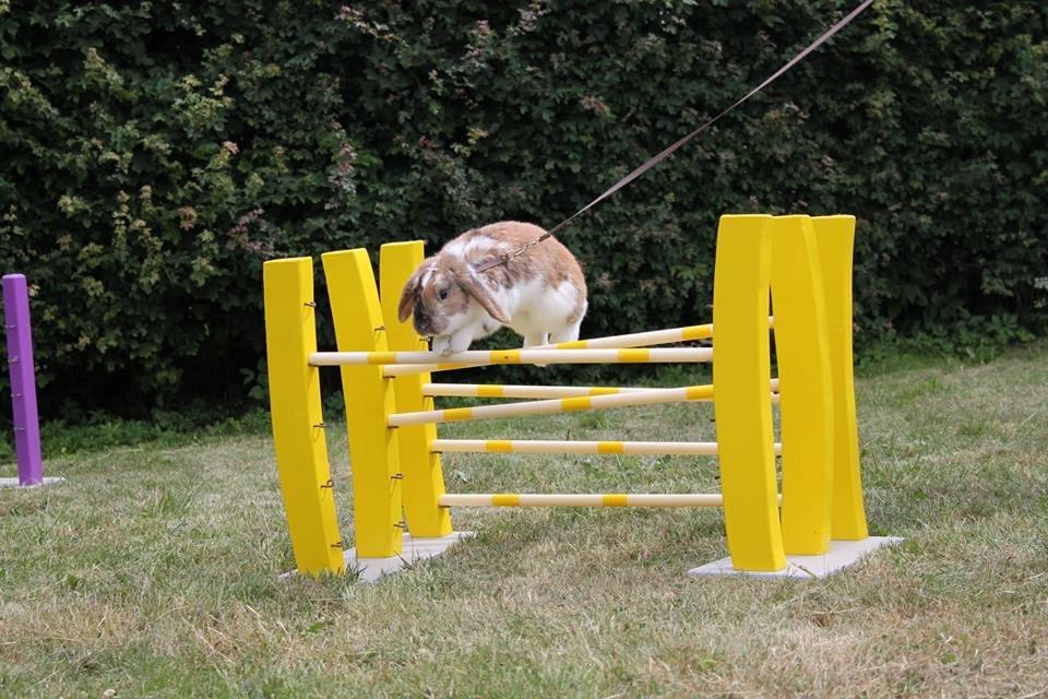 Kanin Lyngs Bootstrap billede 4