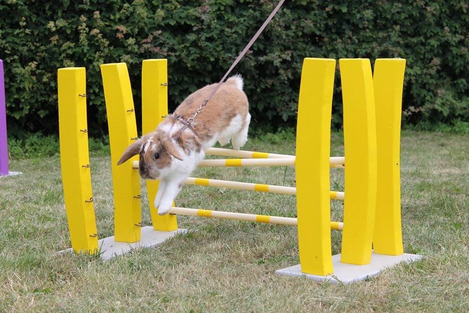 Kanin Lyngs Bootstrap billede 5