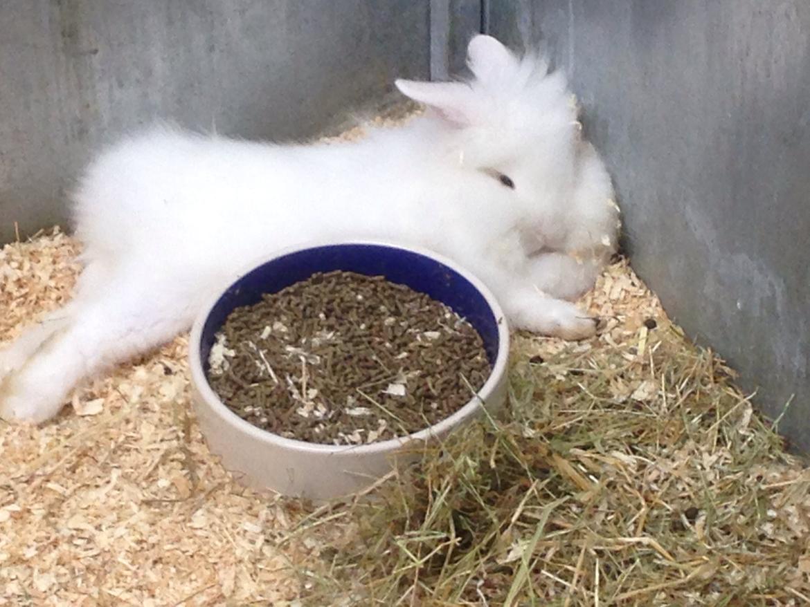 Kanin Fiona billede 1