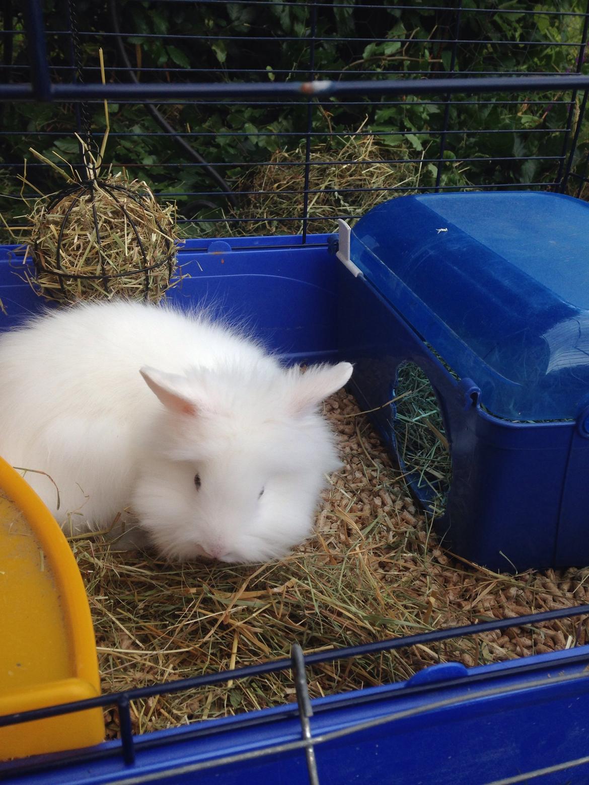 Kanin Fiona billede 2