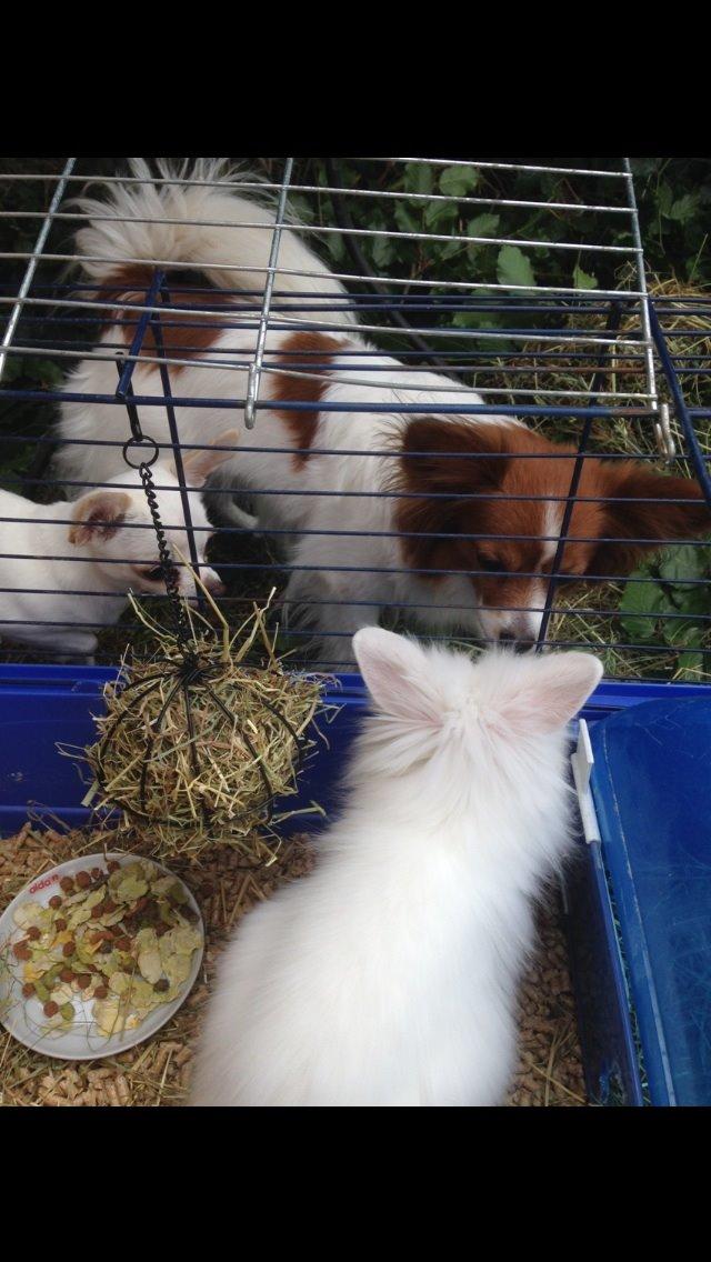 Kanin Fiona billede 3