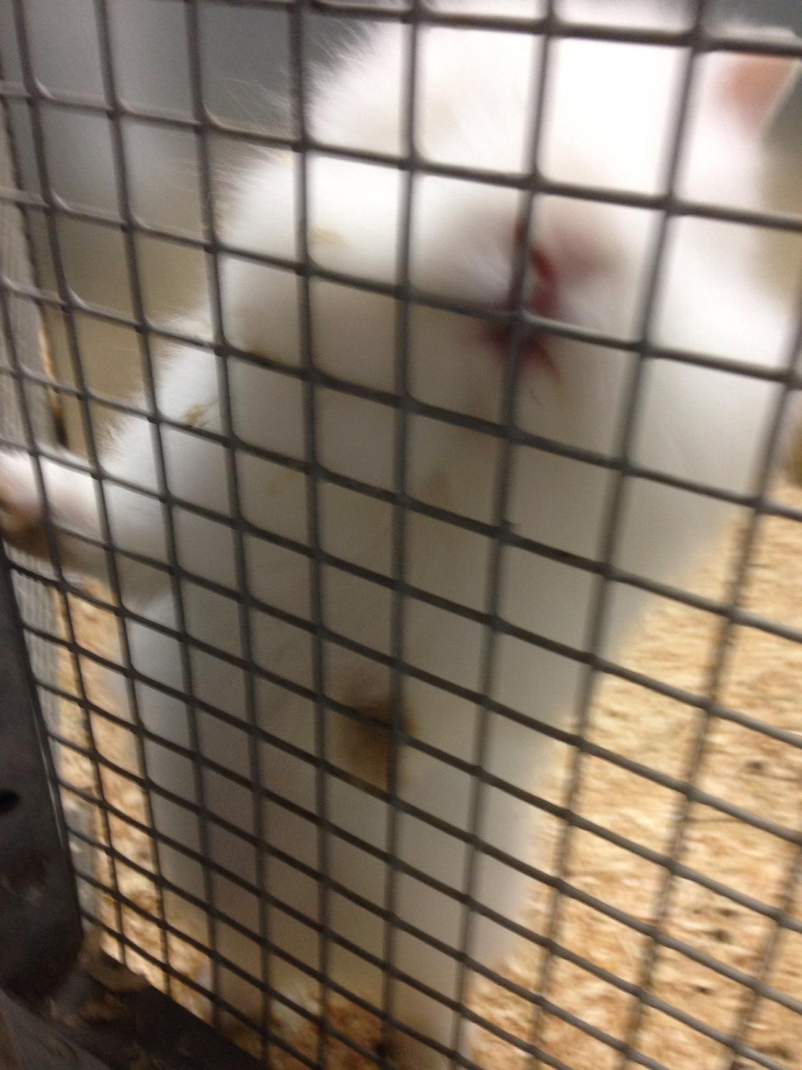 Kanin Fiona billede 4