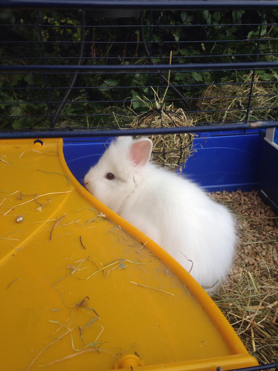 Kanin Fiona billede 5