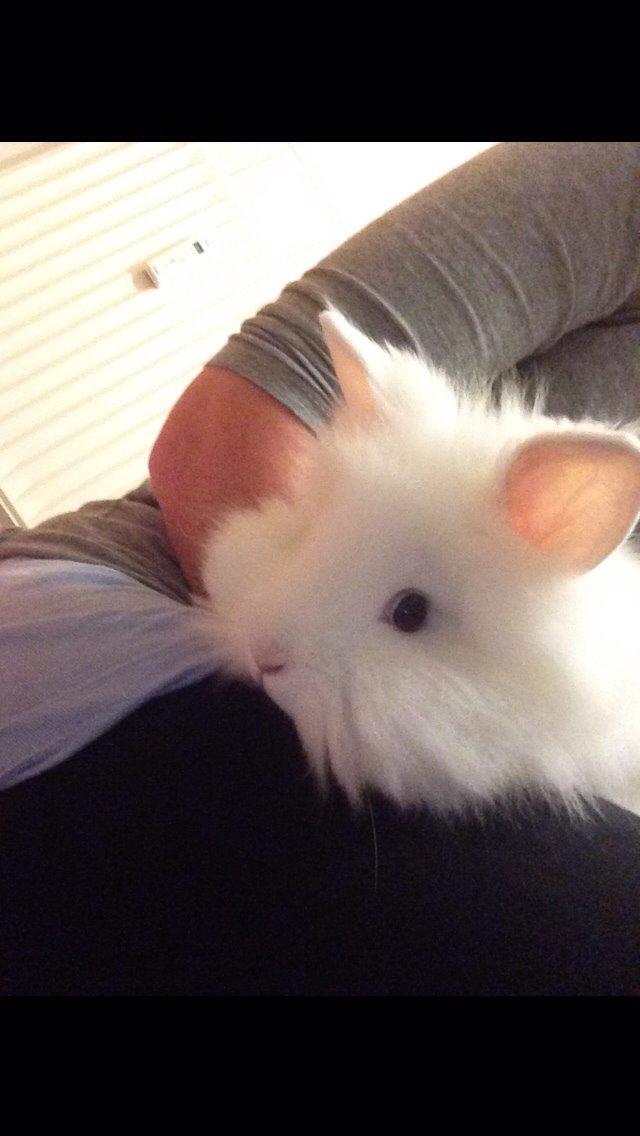 Kanin Fiona billede 6