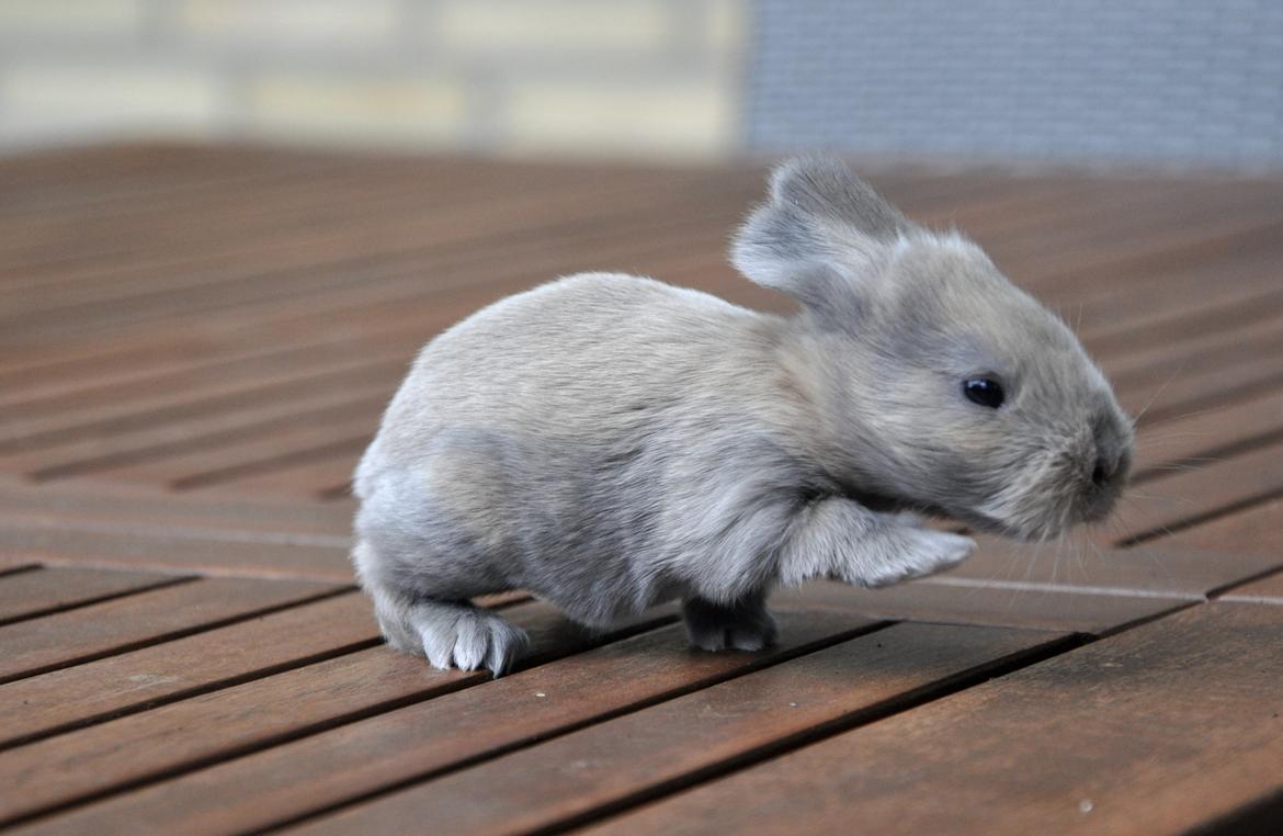 Kanin | Mabohas Mount Makalu - babybillede - fra avler billede 12