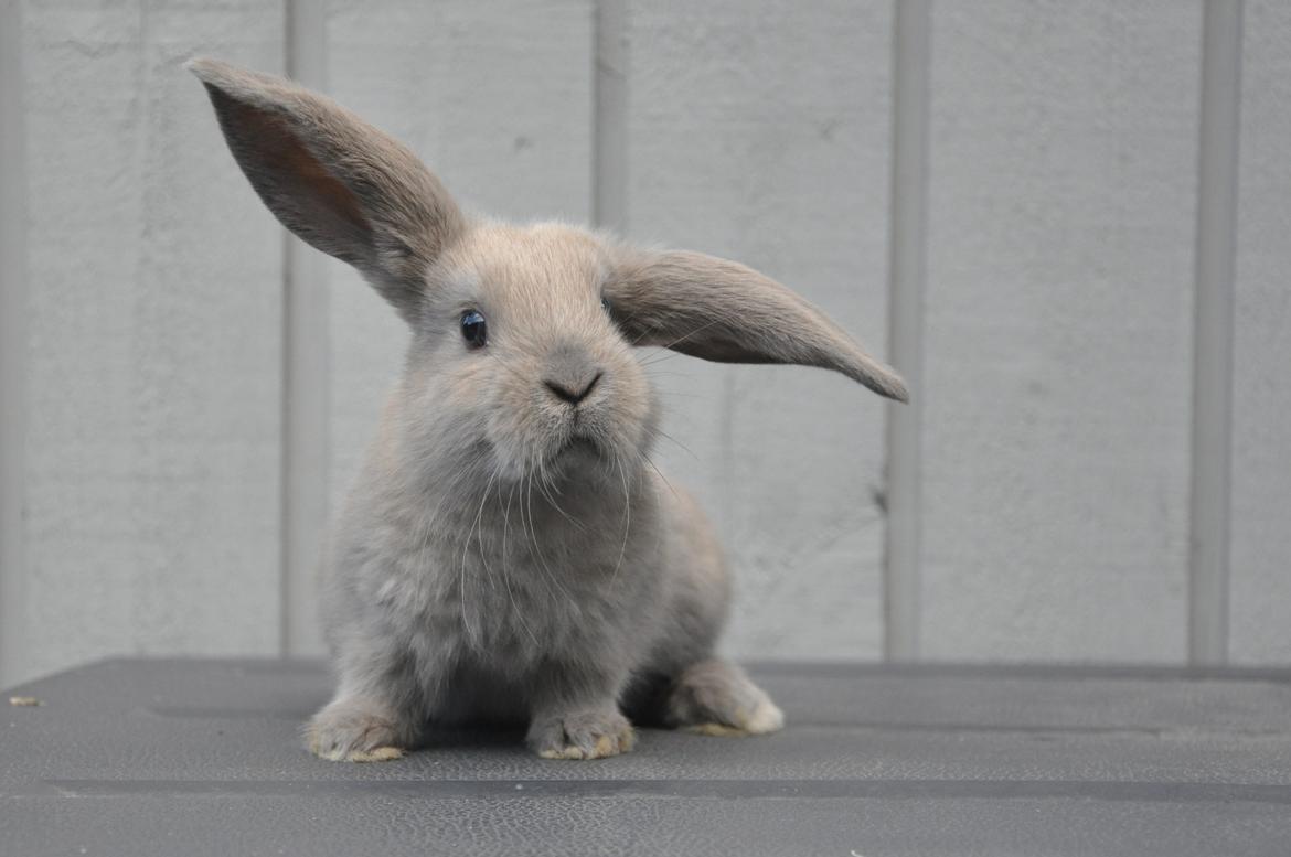 Kanin | Mabohas Mount Makalu - Modelbillede - fra avler billede 8