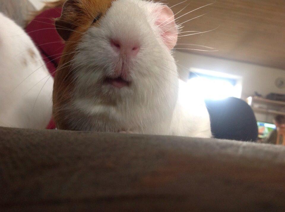 Marsvin Tonni billede 3