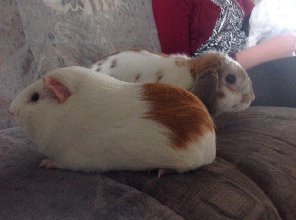 Marsvin Tonni billede 6