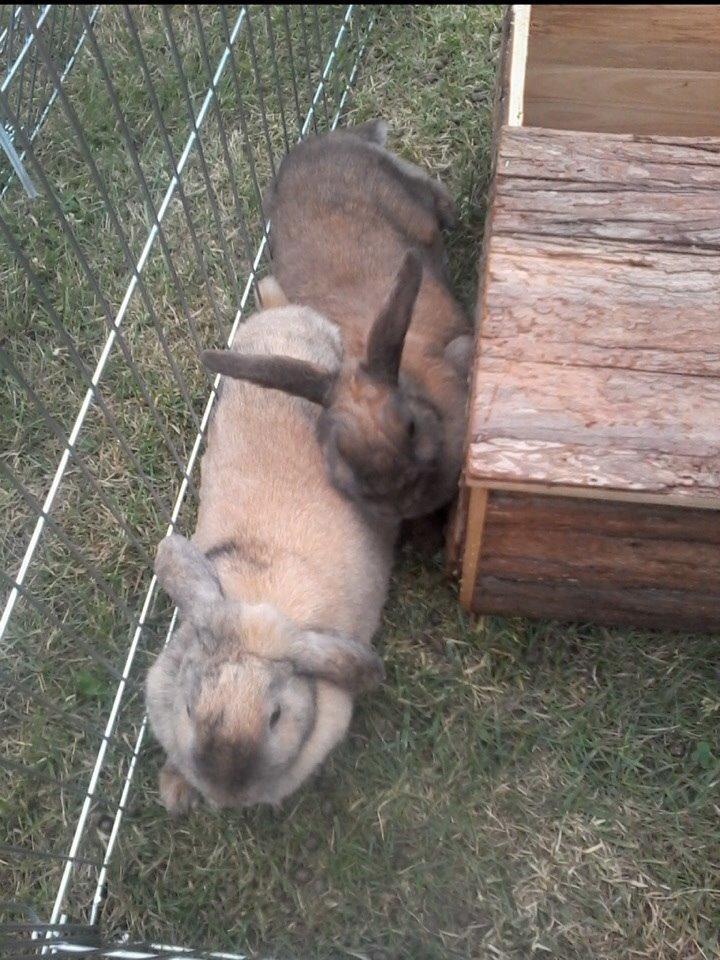 Kanin Cita billede 13