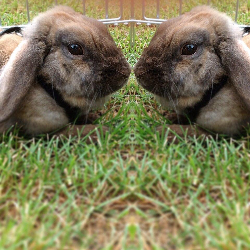 Kanin Trunte billede 15