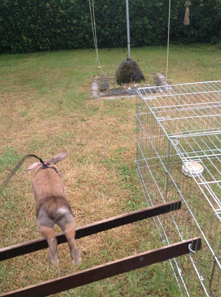 Kanin Trunte billede 16