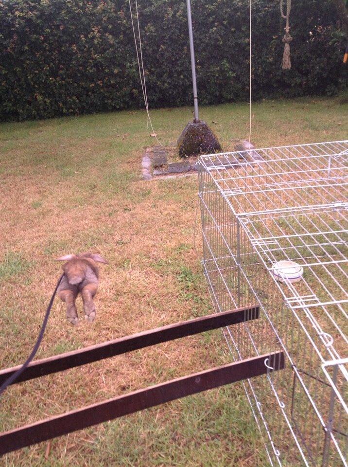 Kanin Trunte billede 17