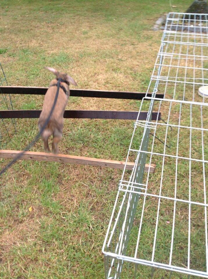 Kanin Trunte billede 18