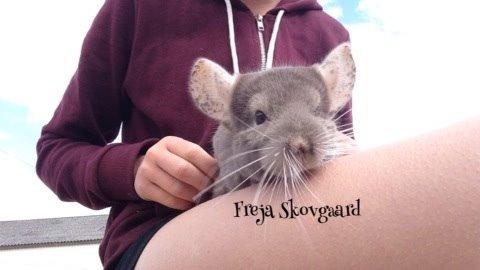 Chinchilla Charly billede 1