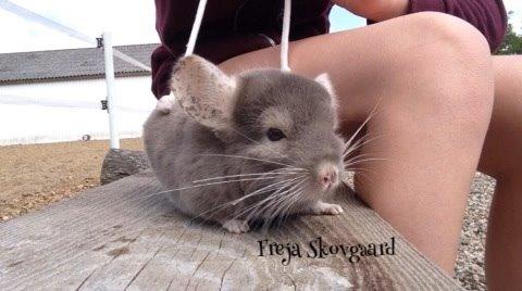 Chinchilla Charly billede 2